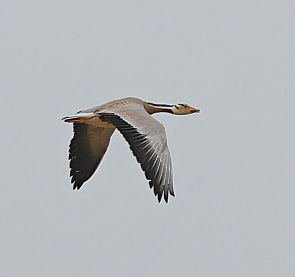 Гуска гірська - ML644415868