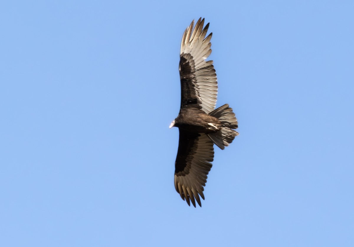 Turkey Vulture - ML644415870