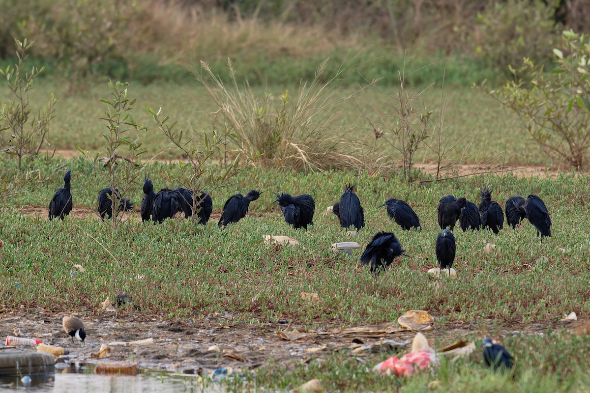 Airone ardesia - ML644415875