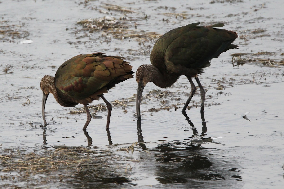 ibis americký - ML644415876