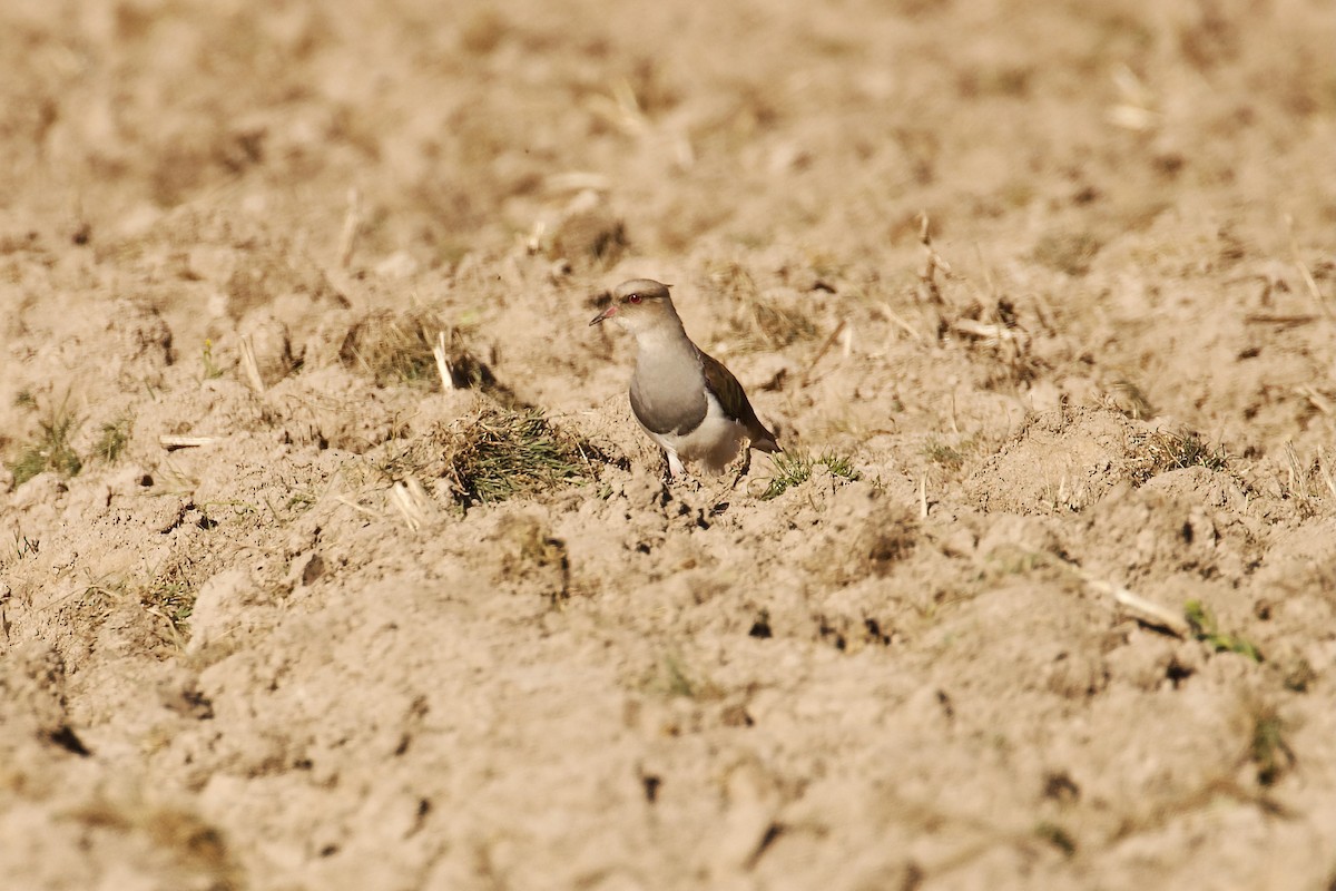 Andean Lapwing - ML644415879