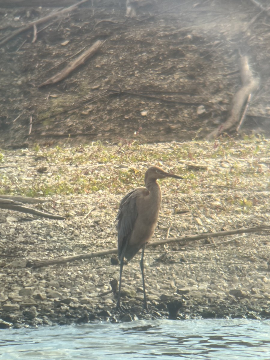 Reddish Egret - ML644415903