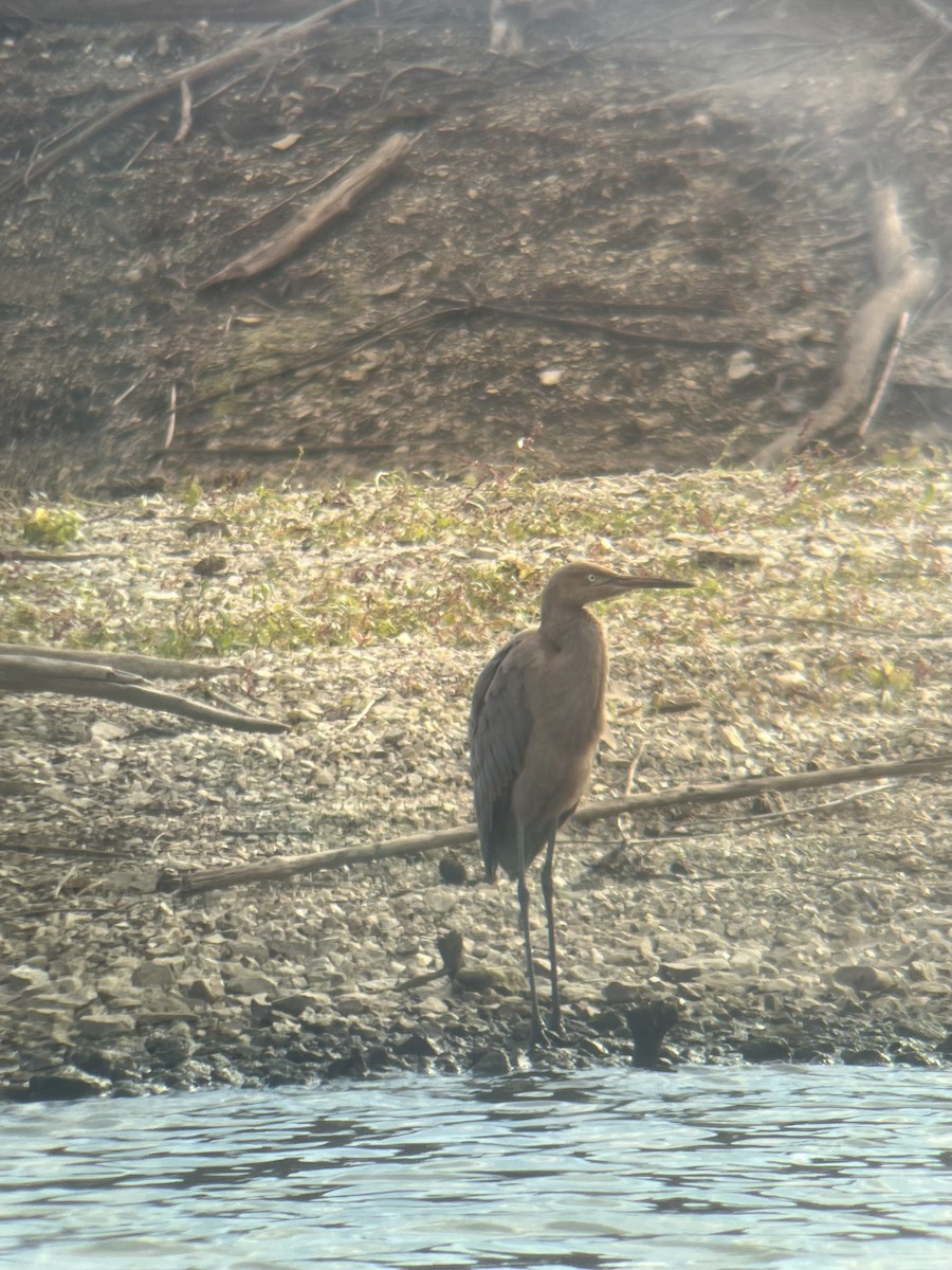 Reddish Egret - ML644415904