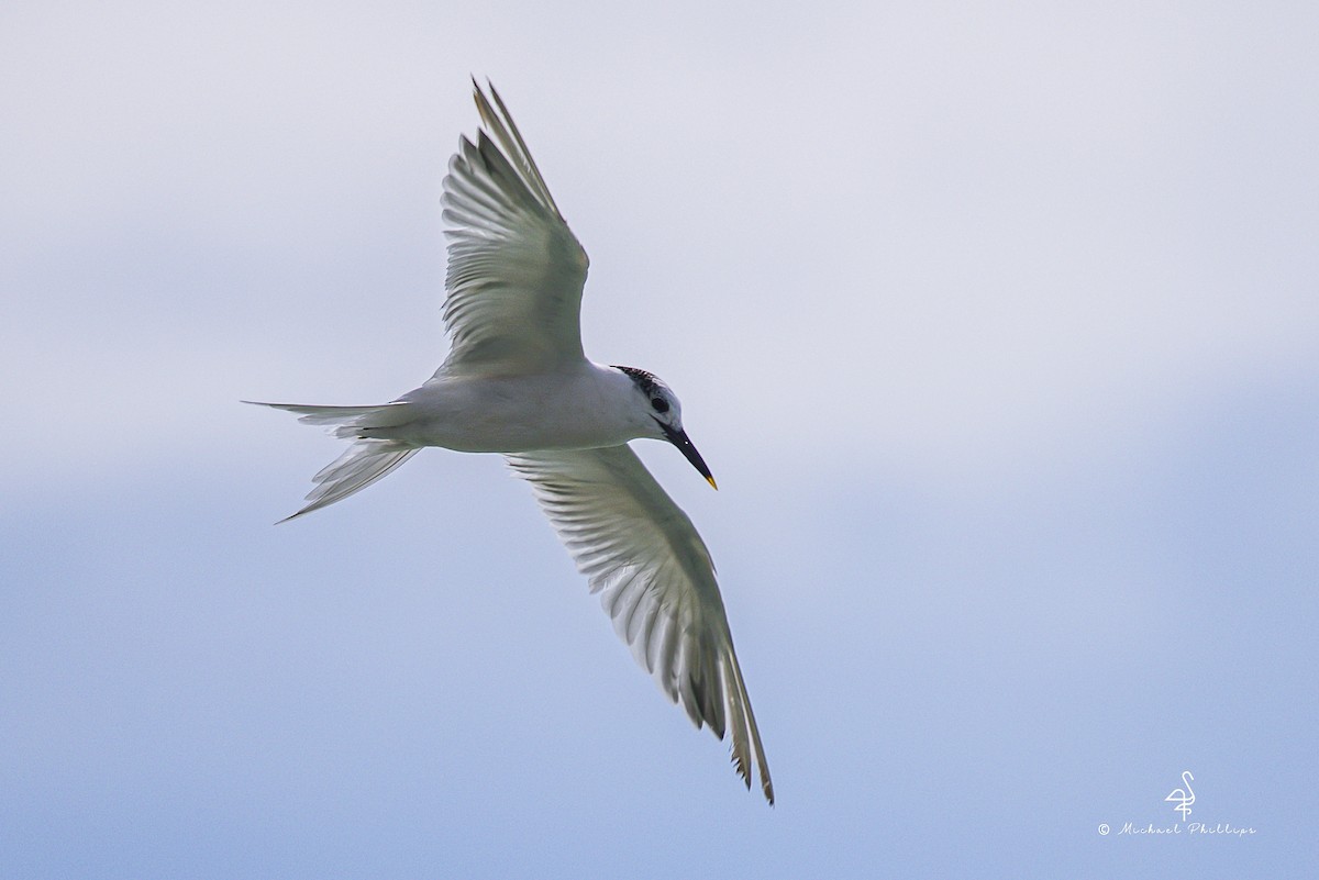 rybák severní - ML644415915