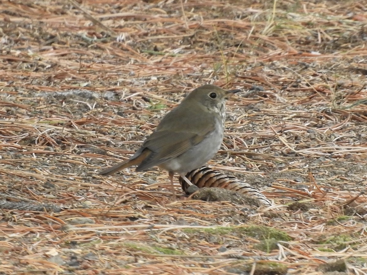 Hermit Thrush - ML644415943
