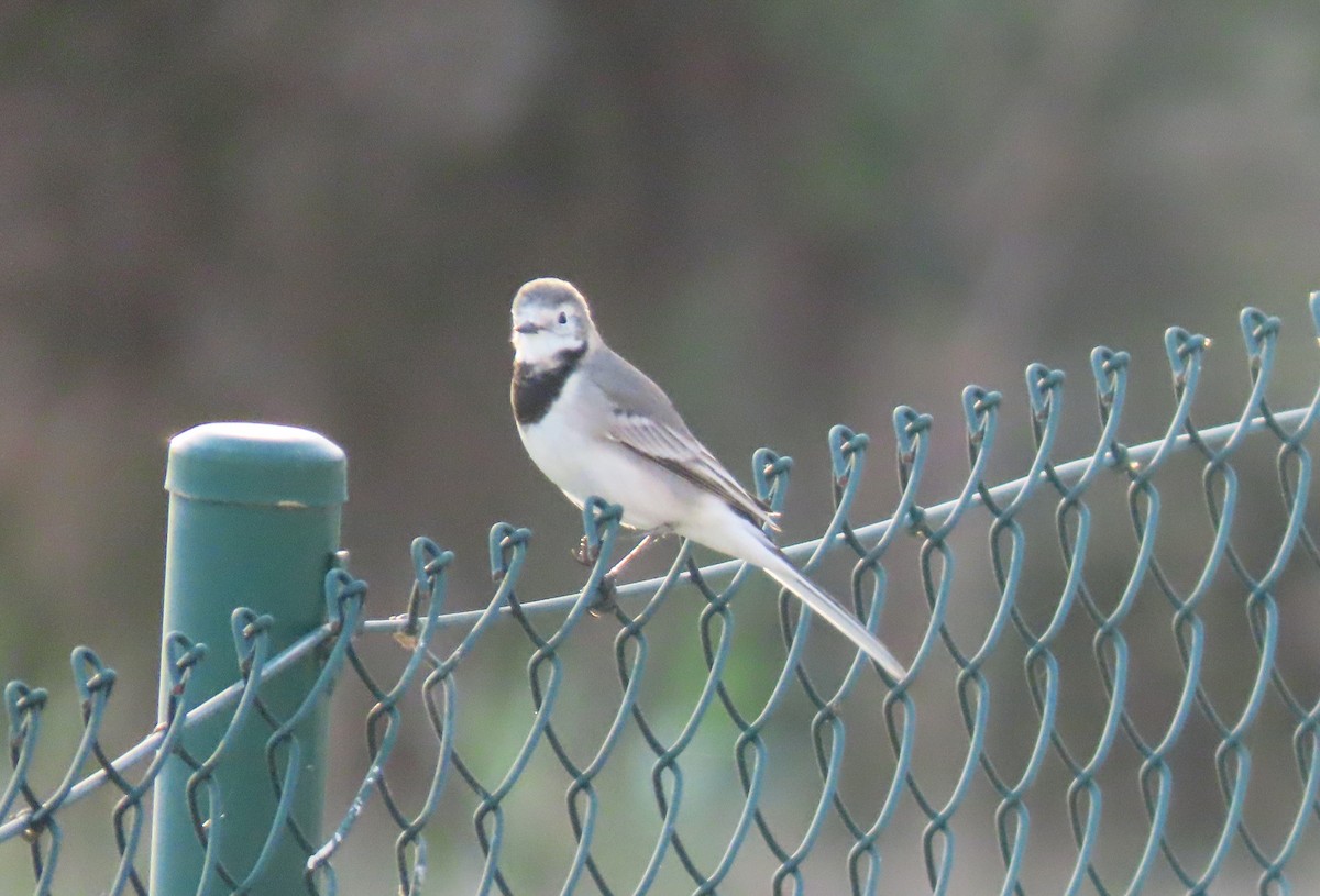 Buztanikara zuria - ML644415962