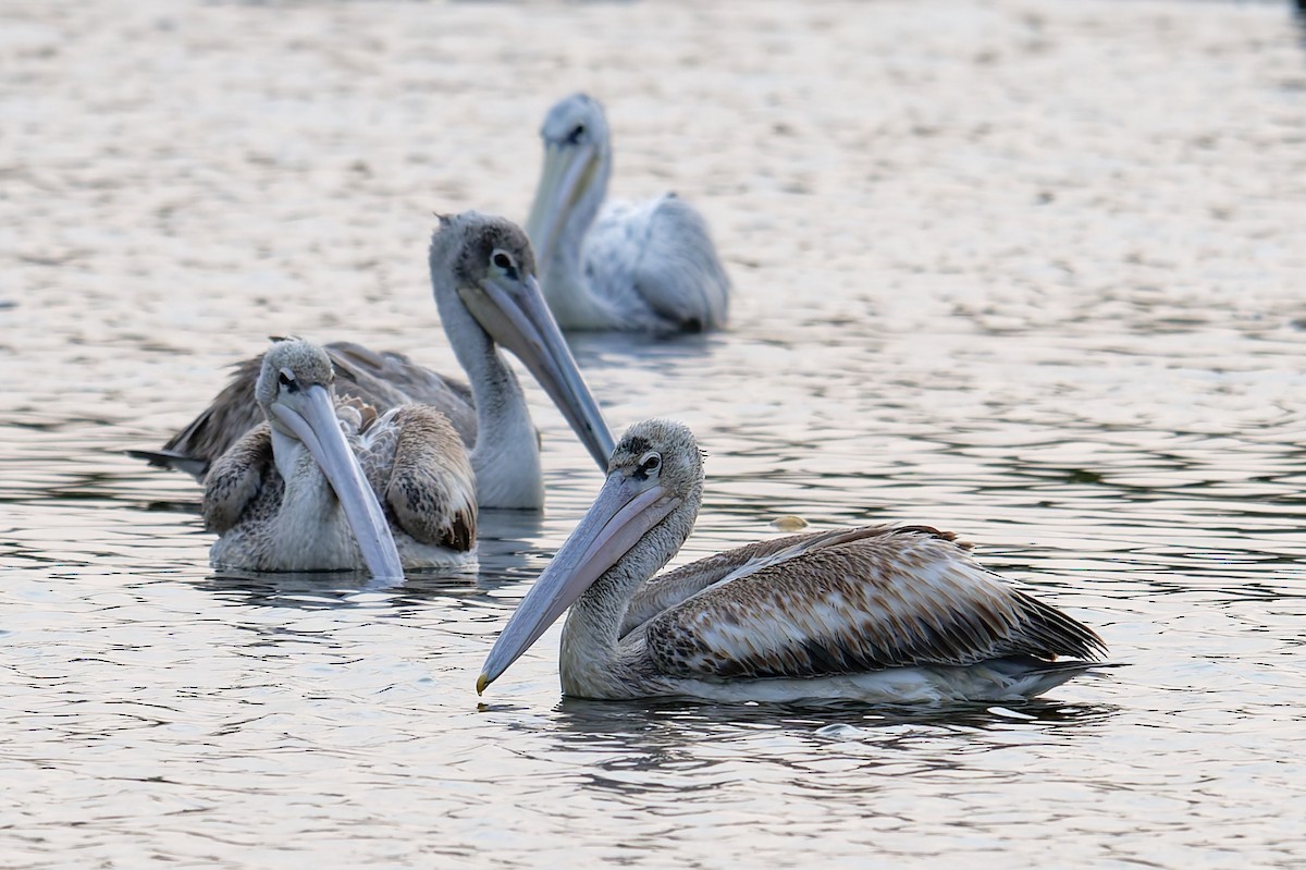 Pélican gris - ML644415963