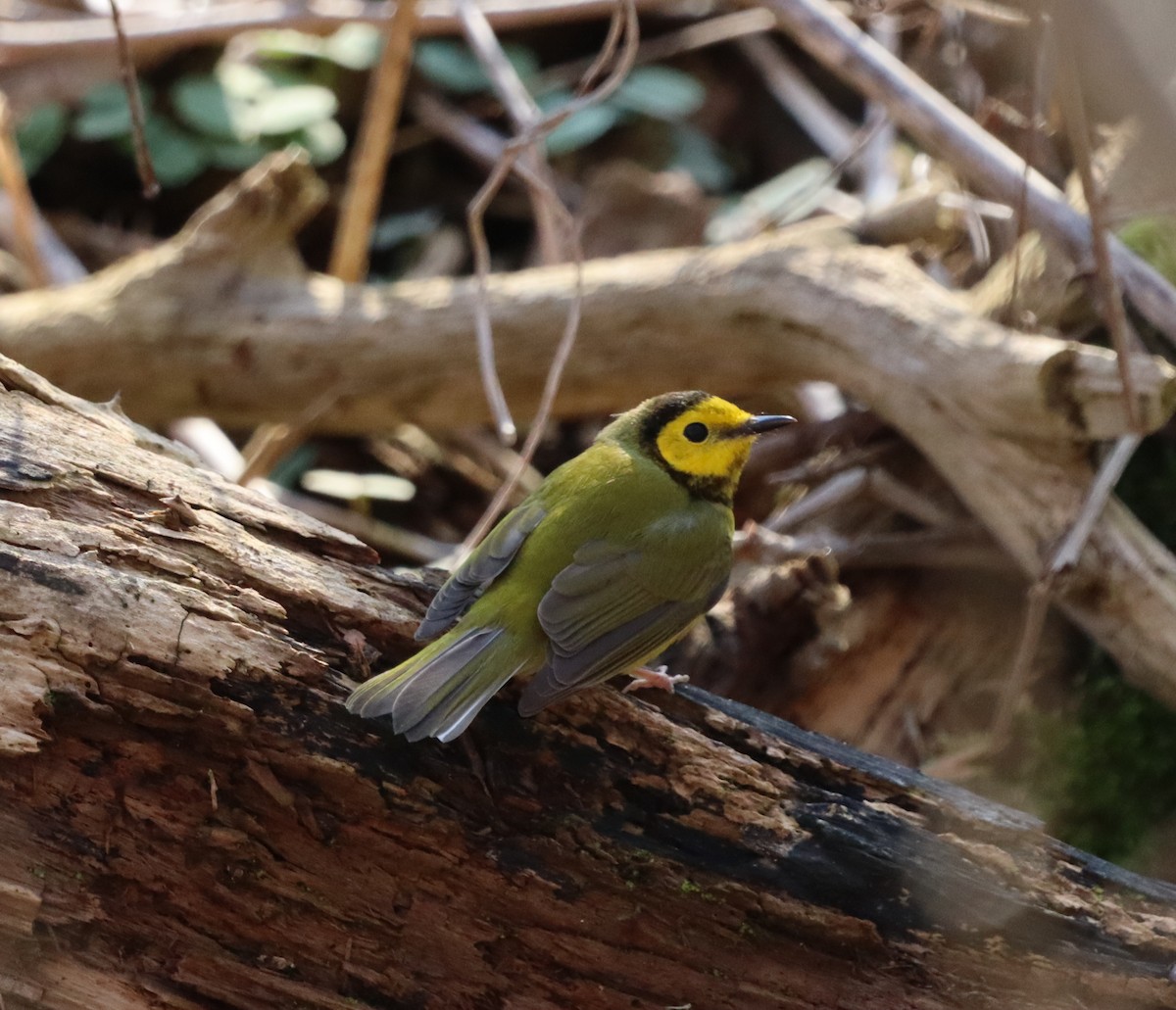 Болотянка чорногорла - ML644415966