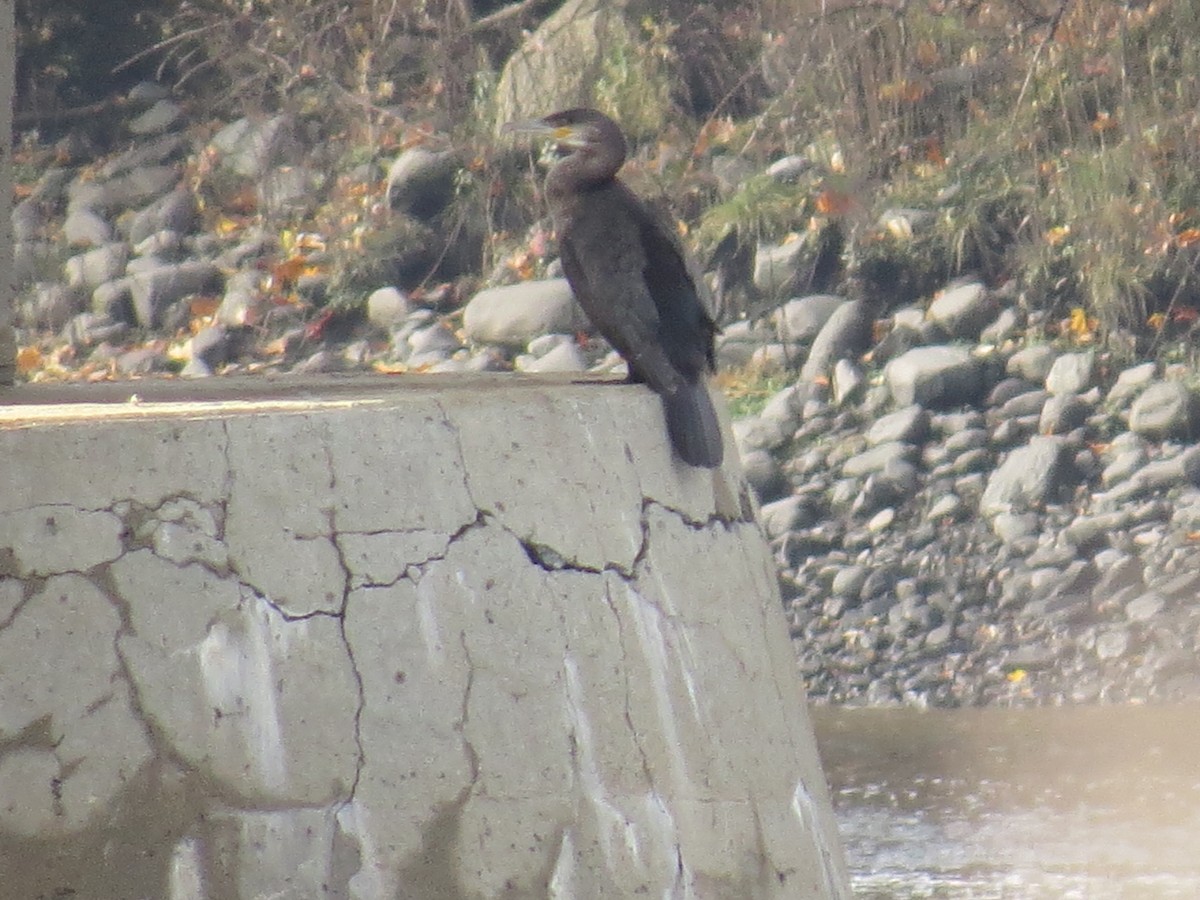 鸕鷀 - ML644415968