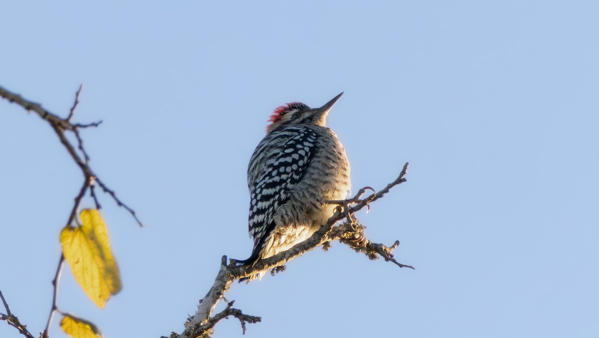 シマアカゲラ - ML644415972