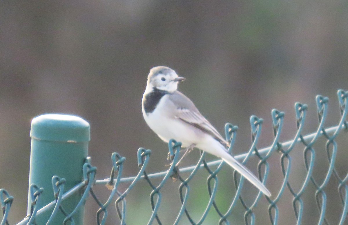 Buztanikara zuria - ML644415973