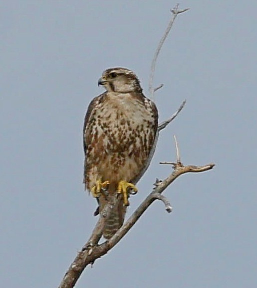 Балобан - ML644415977