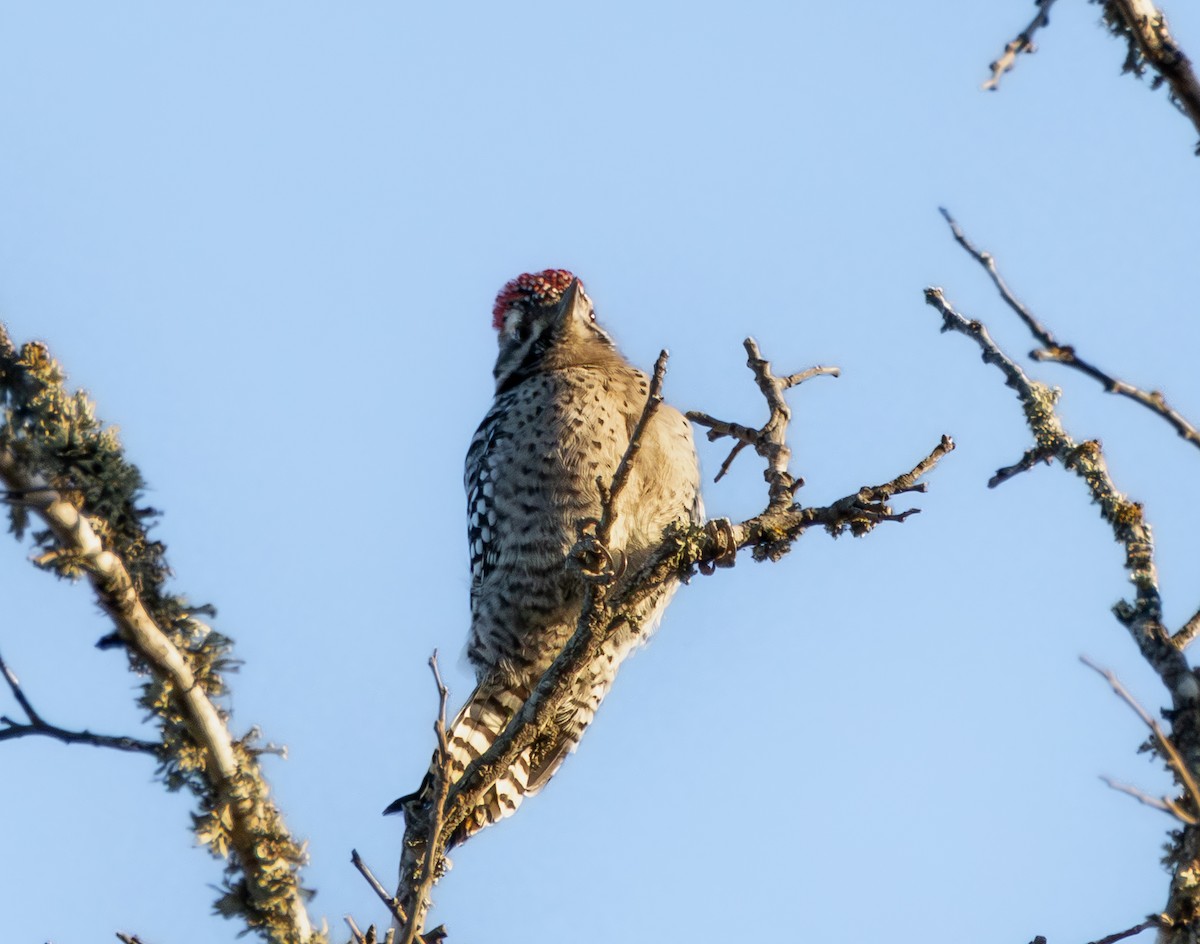 シマアカゲラ - ML644415978