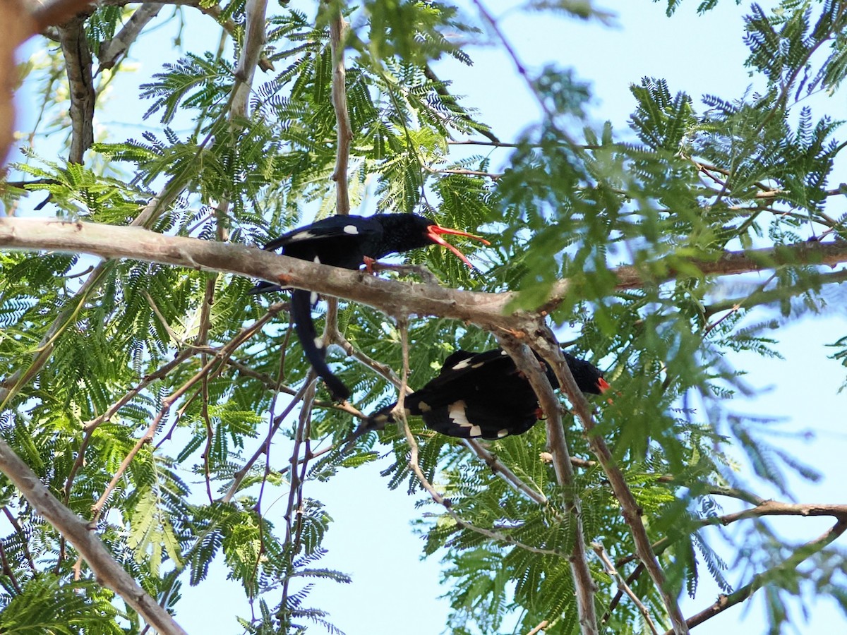 Слотняк пурпуровий - ML644416000