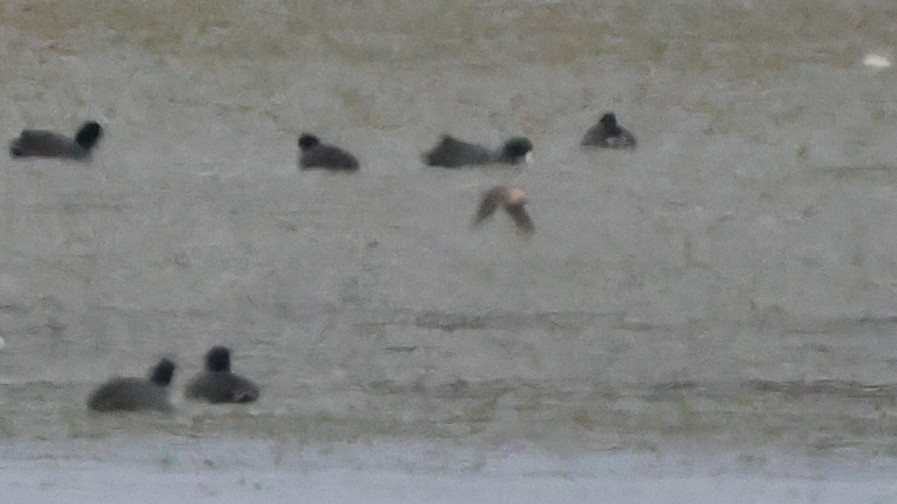 Hirondelle à front brun - ML644416007