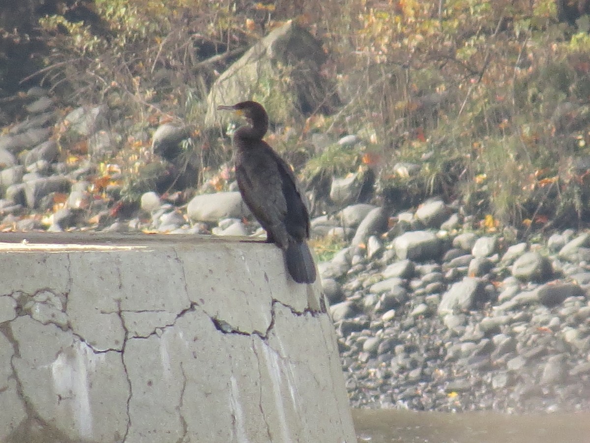 鸕鷀 - ML644416010