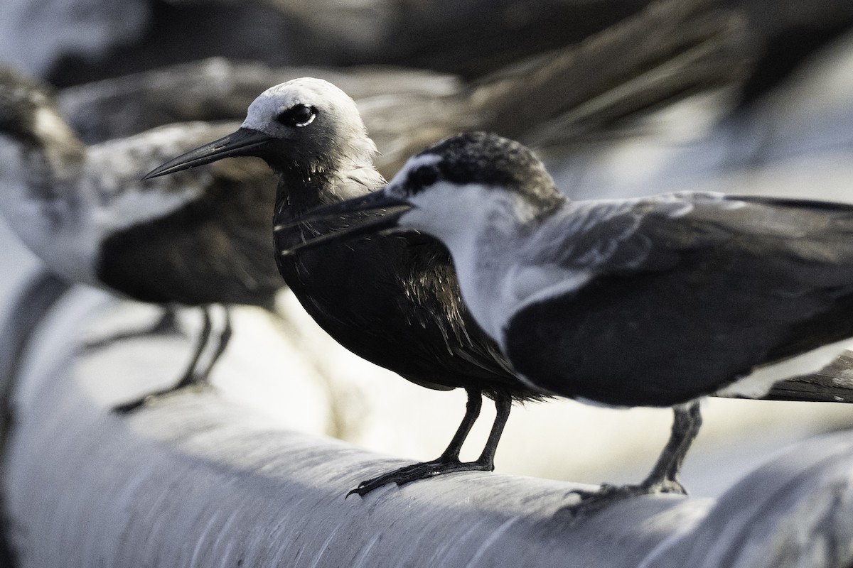 Lesser Noddy - ML644416026