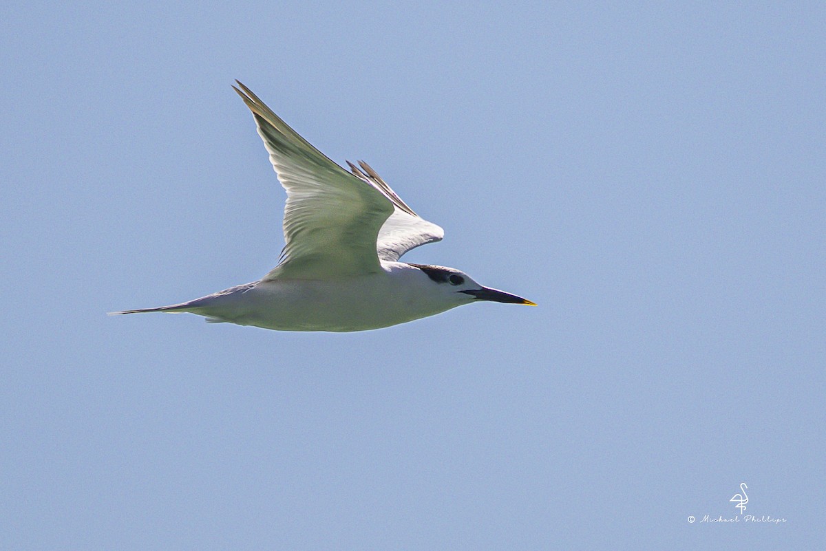 rybák severní - ML644416046