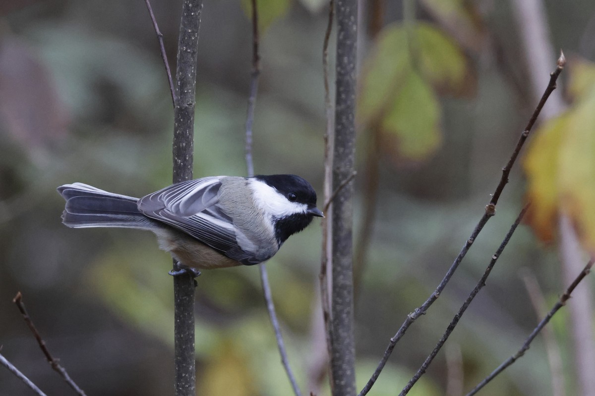 Black-capped Chickadee - ML644416049