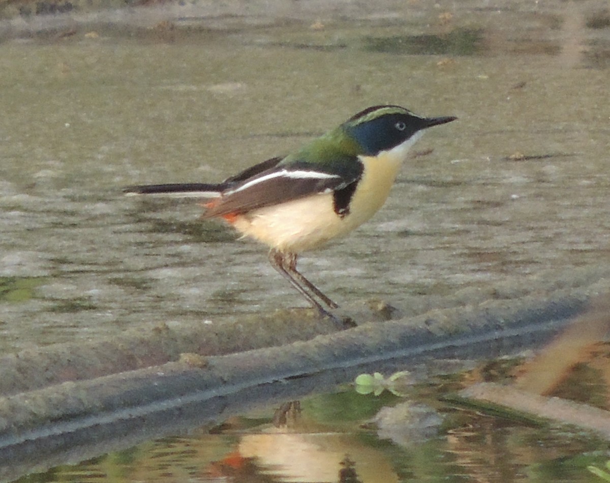 Many-colored Rush Tyrant - ML644416051