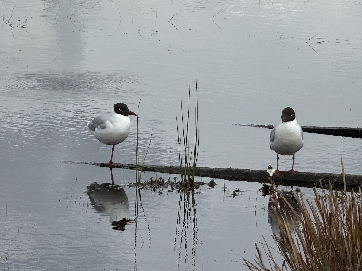 Brown-hooded Gull - ML644416057