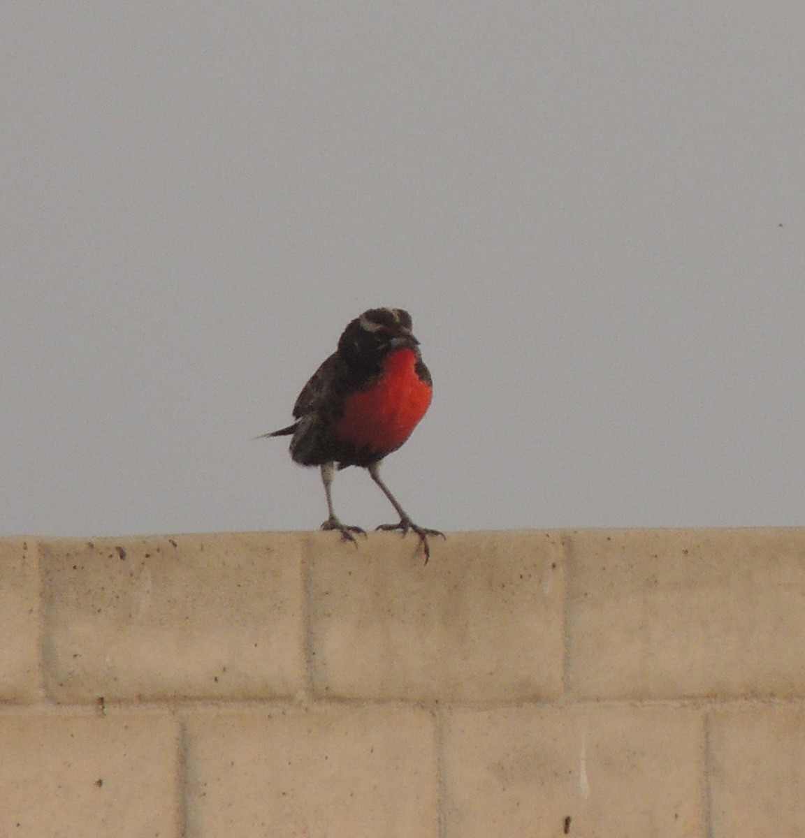 ペルームネアカマキバドリ - ML644416060