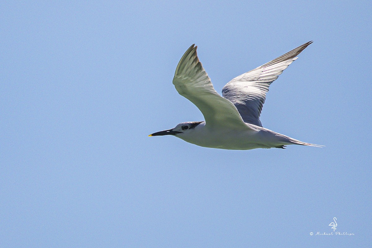 rybák severní - ML644416061