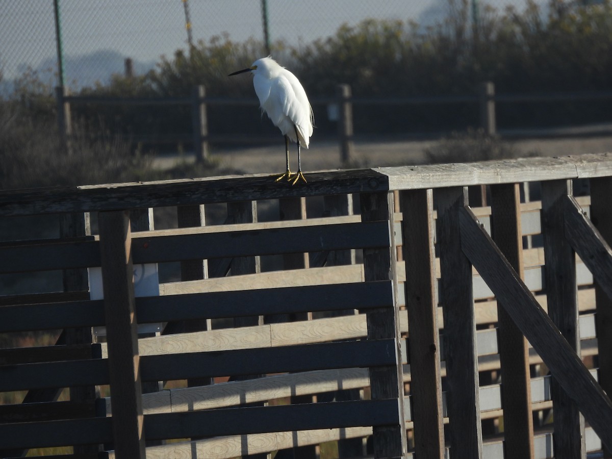 ユキコサギ - ML644416065