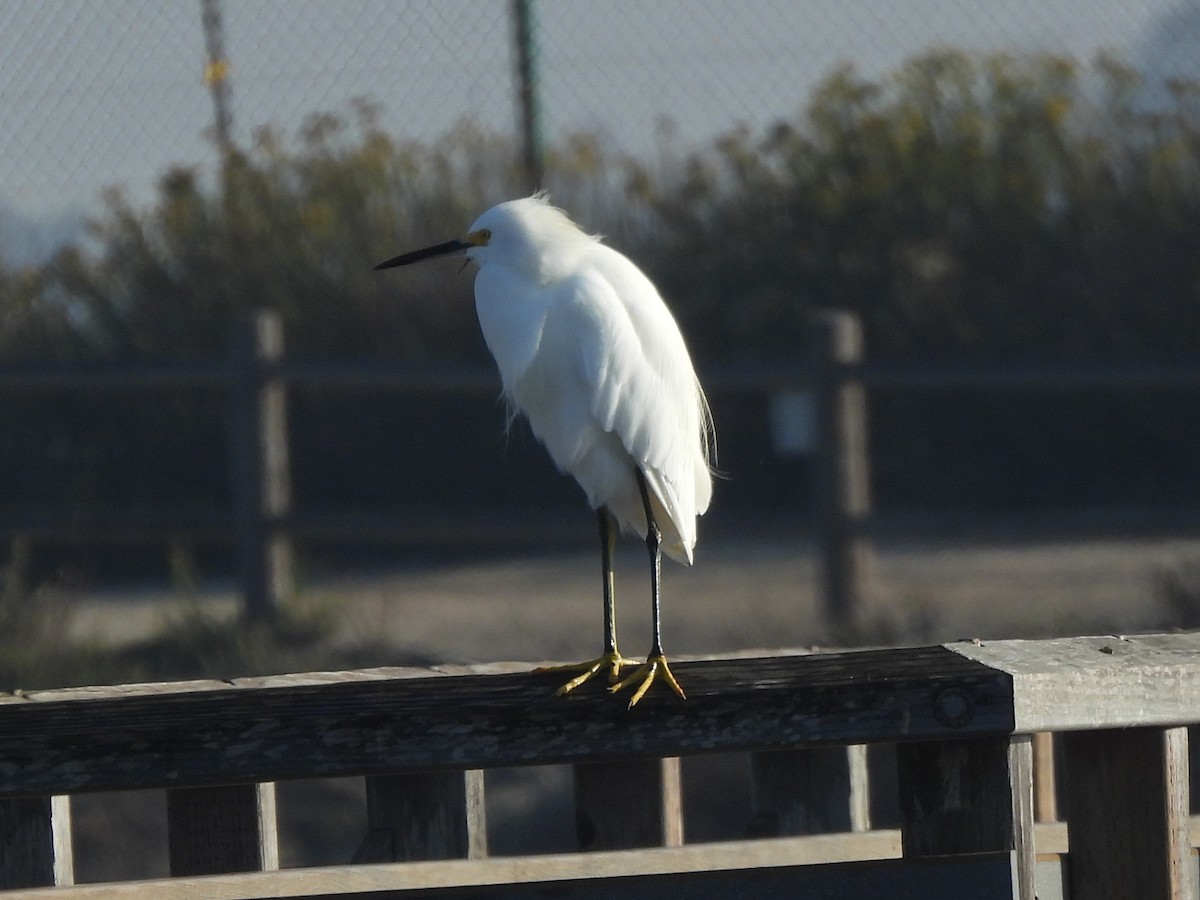 ユキコサギ - ML644416073