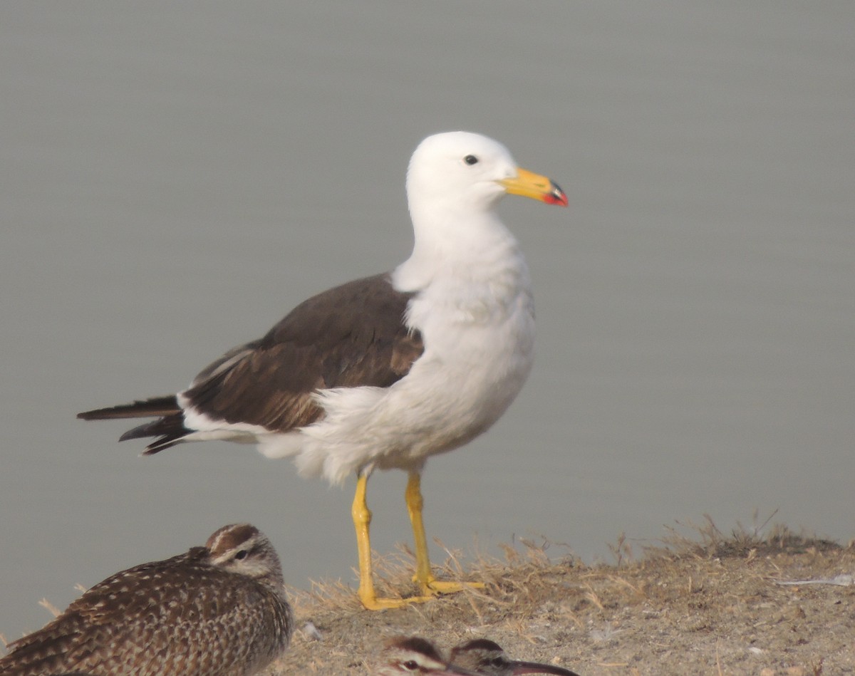 Goéland siméon - ML644416077