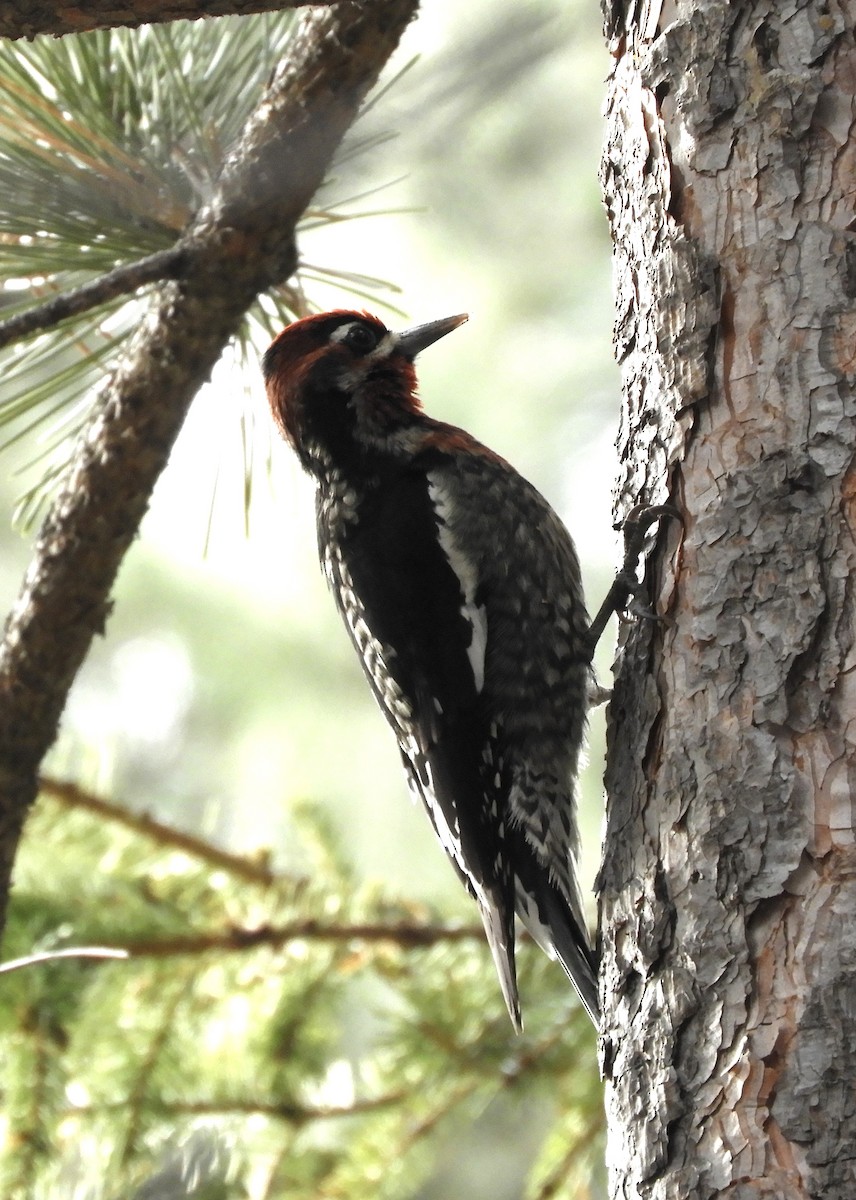 Red-breasted Sapsucker - ML644416078
