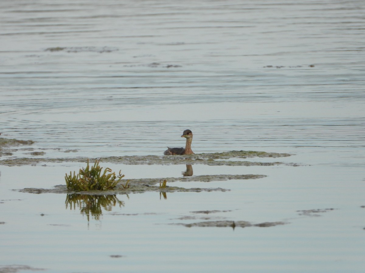 Хурган шунгуур - ML644416084
