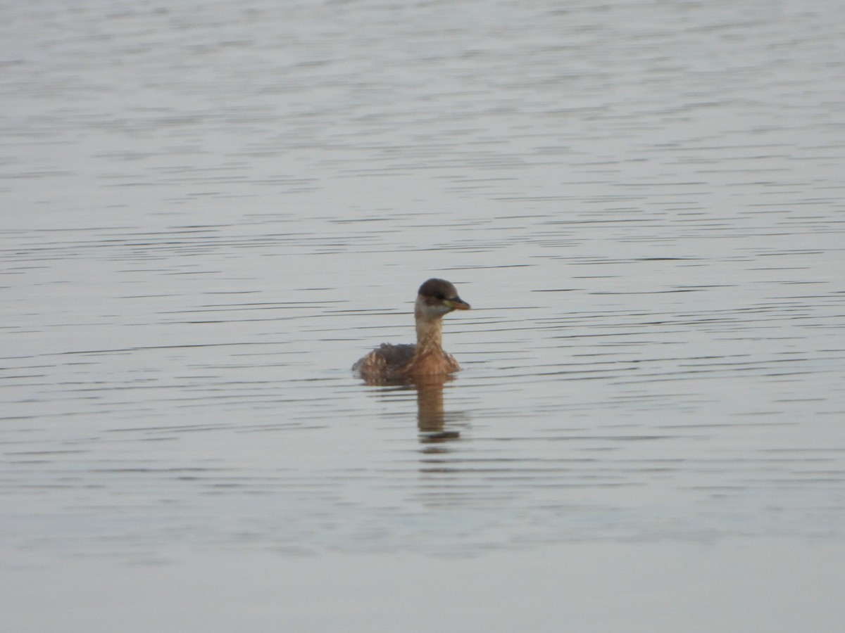 Хурган шунгуур - ML644416085