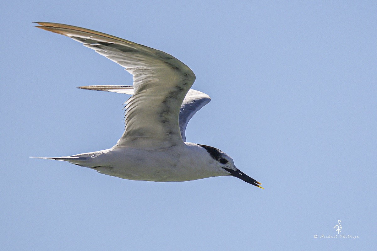 rybák severní - ML644416086