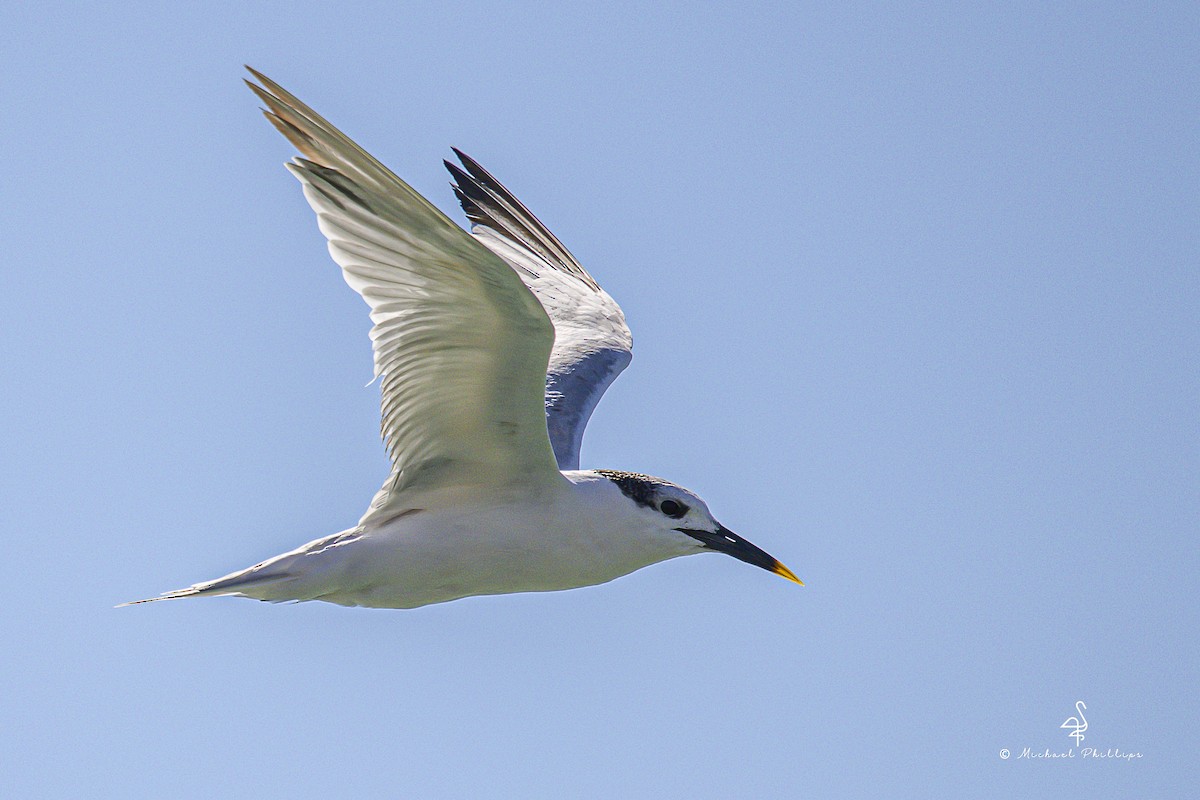 rybák severní - ML644416087