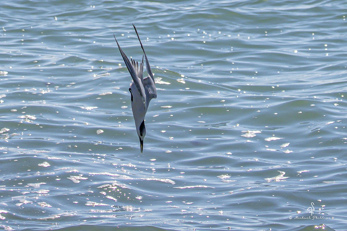 rybák severní - ML644416088