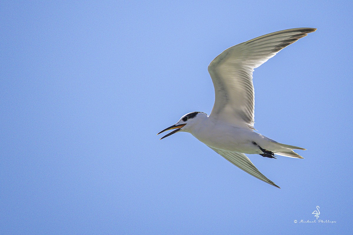 rybák severní - ML644416089