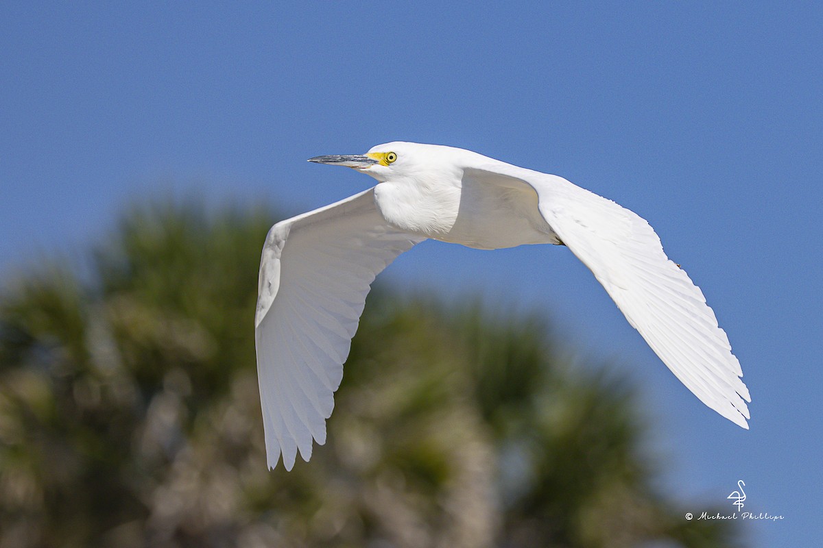 ユキコサギ - ML644416094