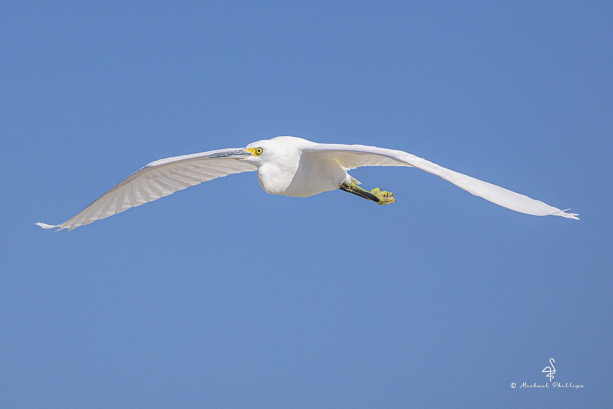 ユキコサギ - ML644416100