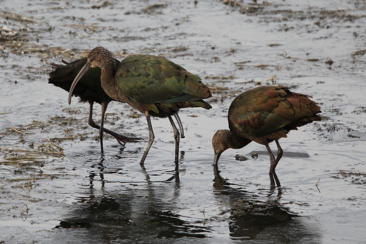 ibis americký - ML644416105