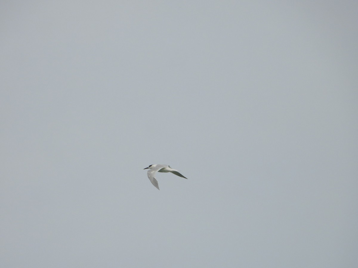 rybák severní - ML644416115