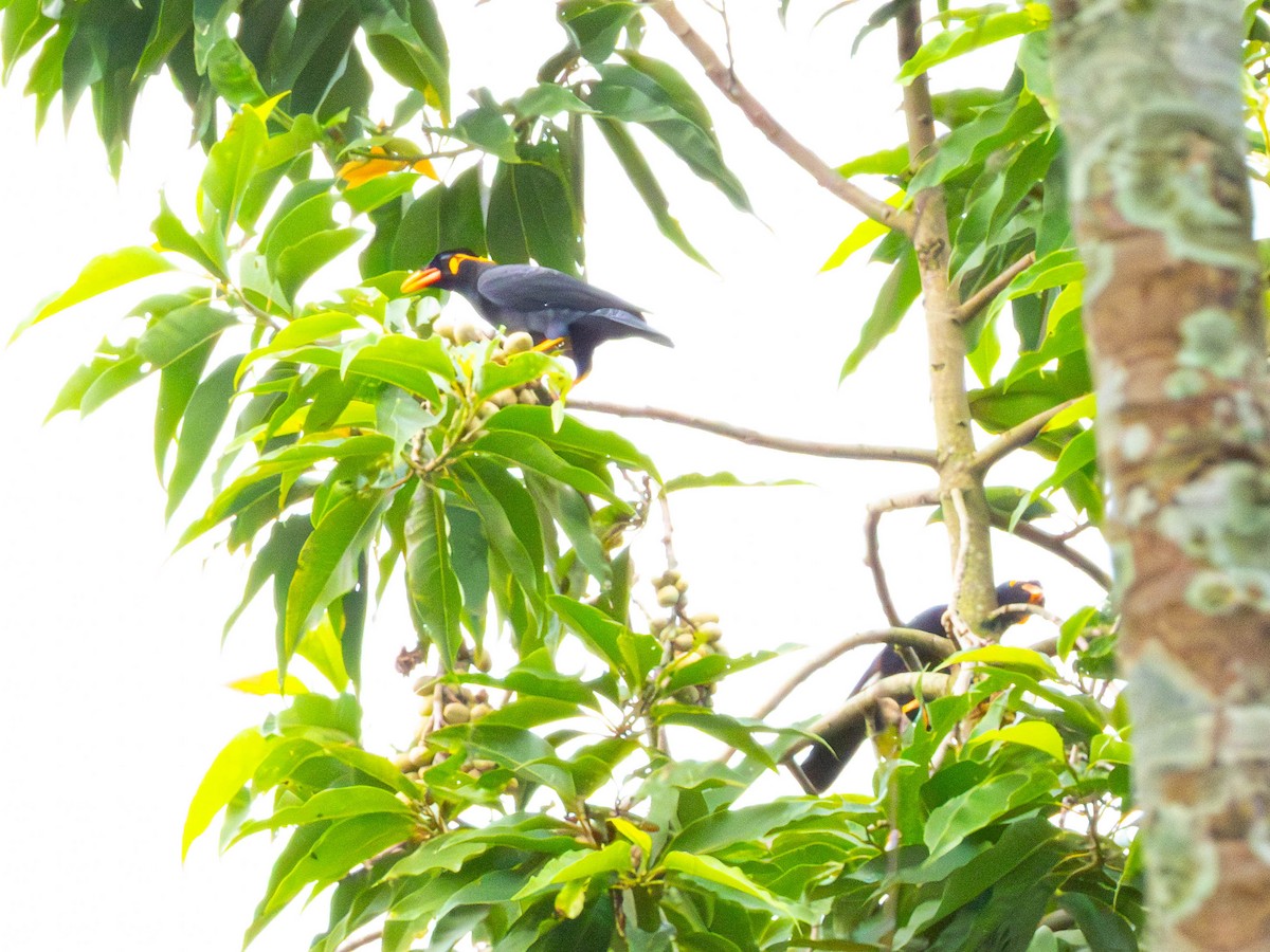 Common Hill Myna - ML644416124