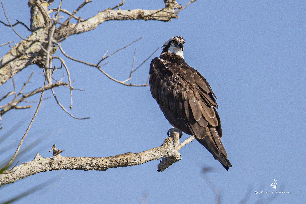 fiskeørn - ML644416127