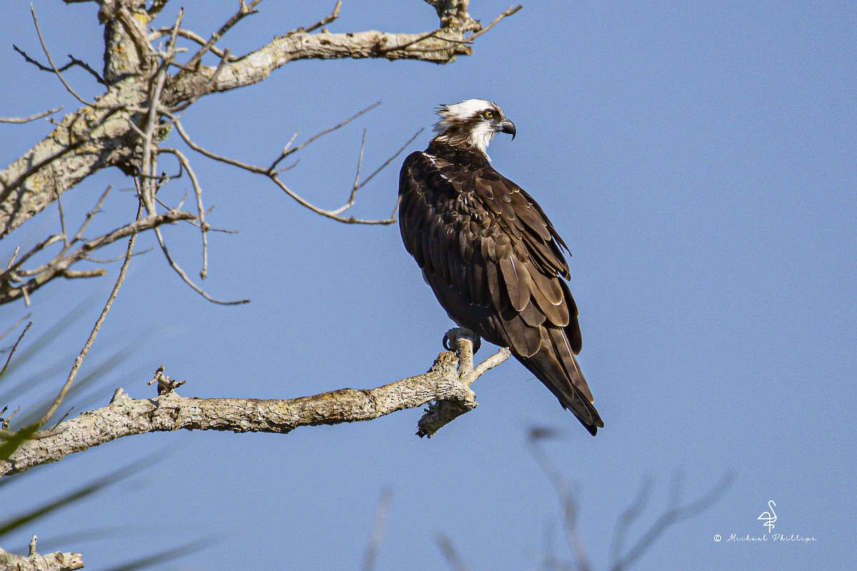 fiskeørn - ML644416128