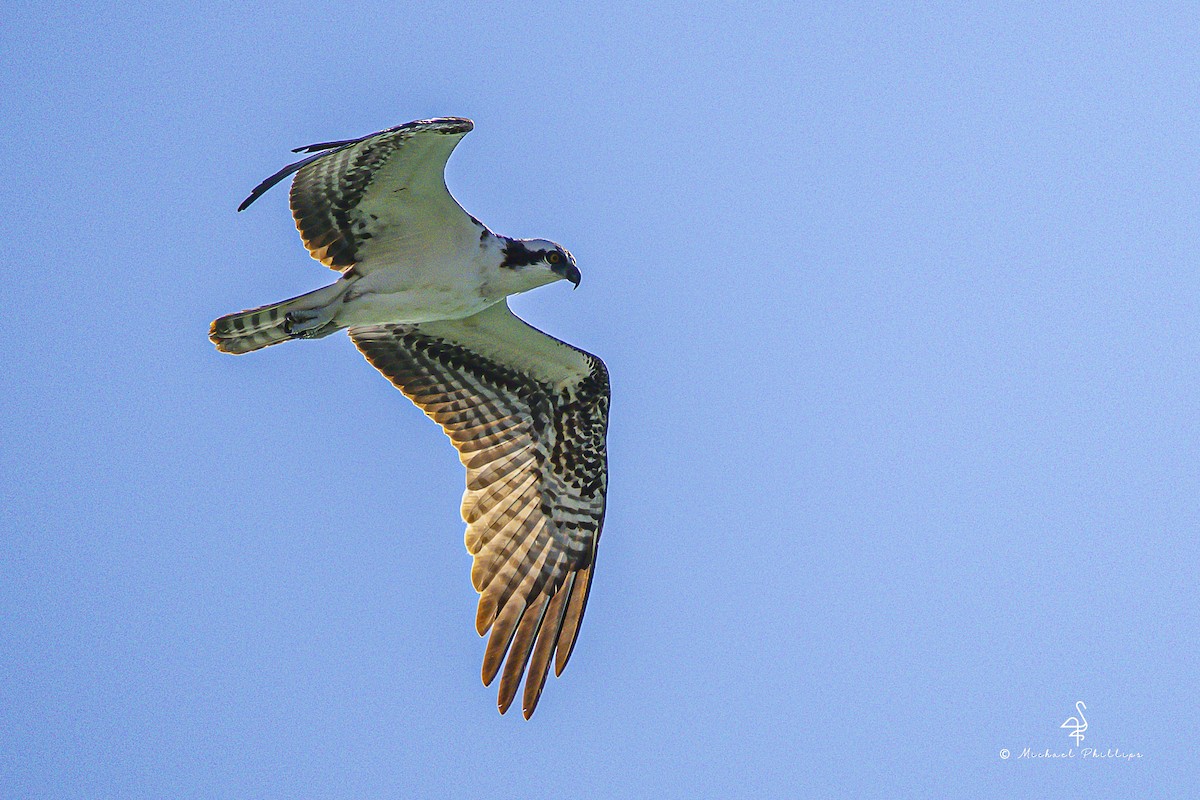 fiskeørn - ML644416137