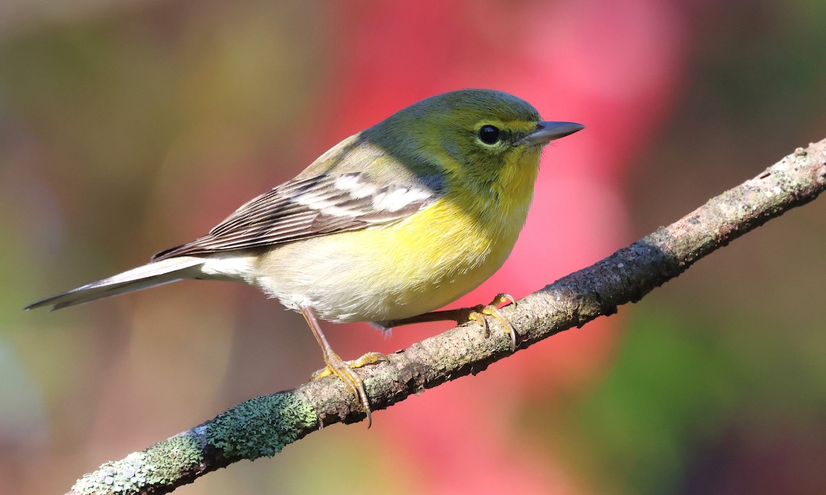 סבכון אורנים - ML644416141