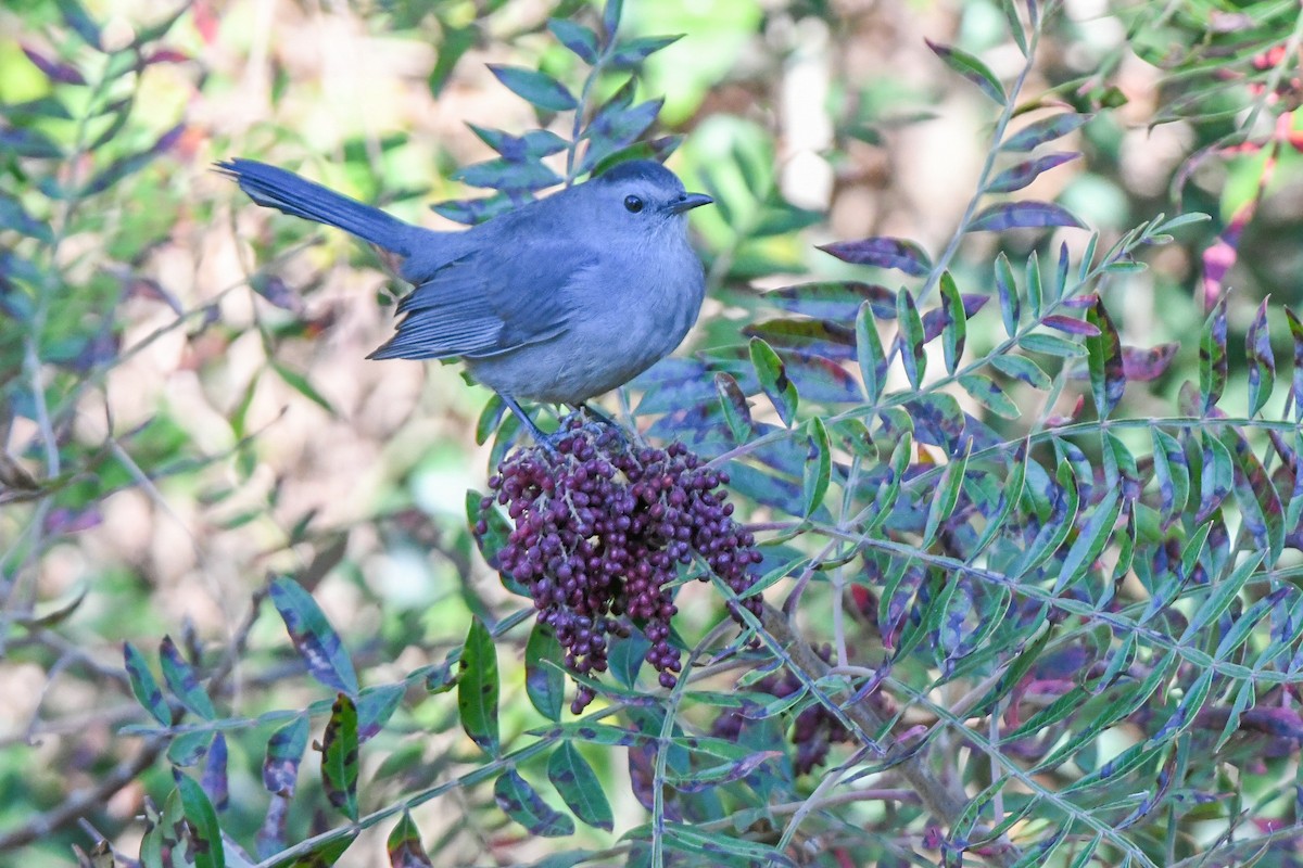 ימימן אמריקני - ML644416154