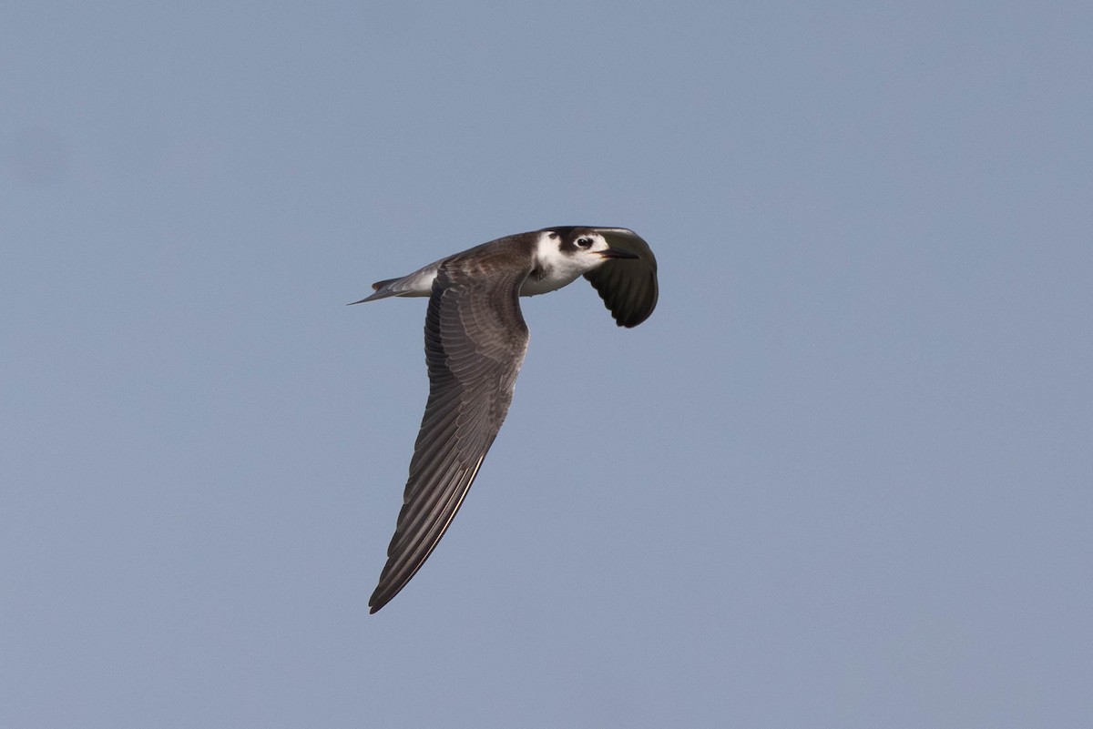 Black Tern - ML644416160