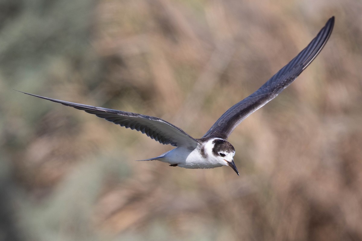 Black Tern - ML644416162
