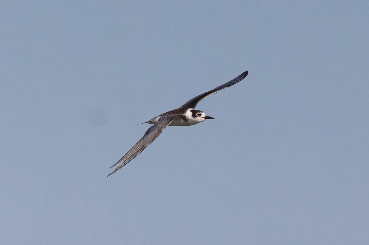 Black Tern - ML644416163